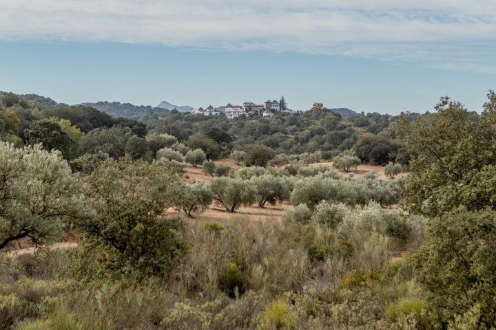 Olivar La Bobadilla