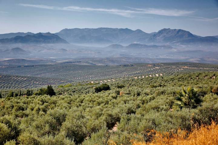 Los campos de olivos rodean Úbeda.