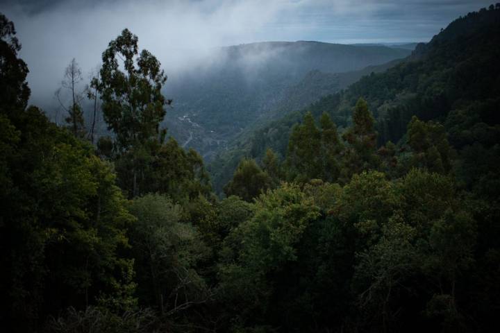 Vistas de los bosques y del río Sil desde la Sala Quitapesares.