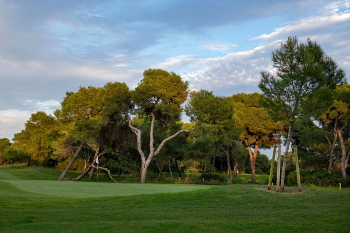 Los pinos entre los hoyos del campo son una constante.