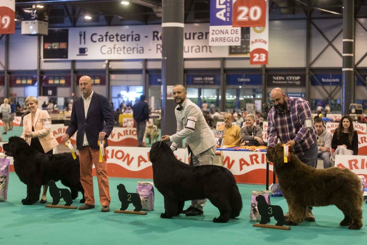 Cumbre madrileña por las mascotas