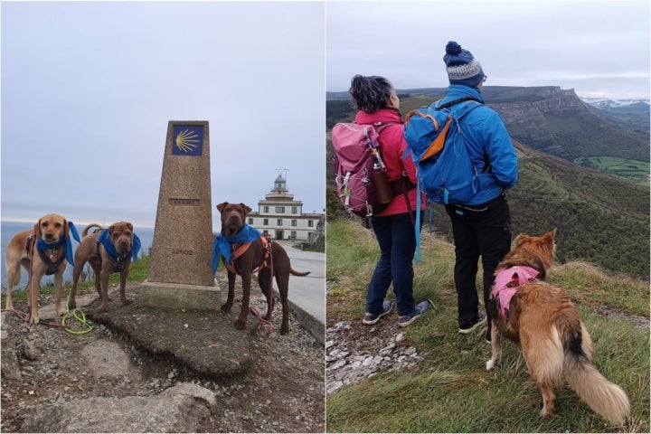 Varios perros peregrinos del Camino de Santiago y en la cima de una montaña
