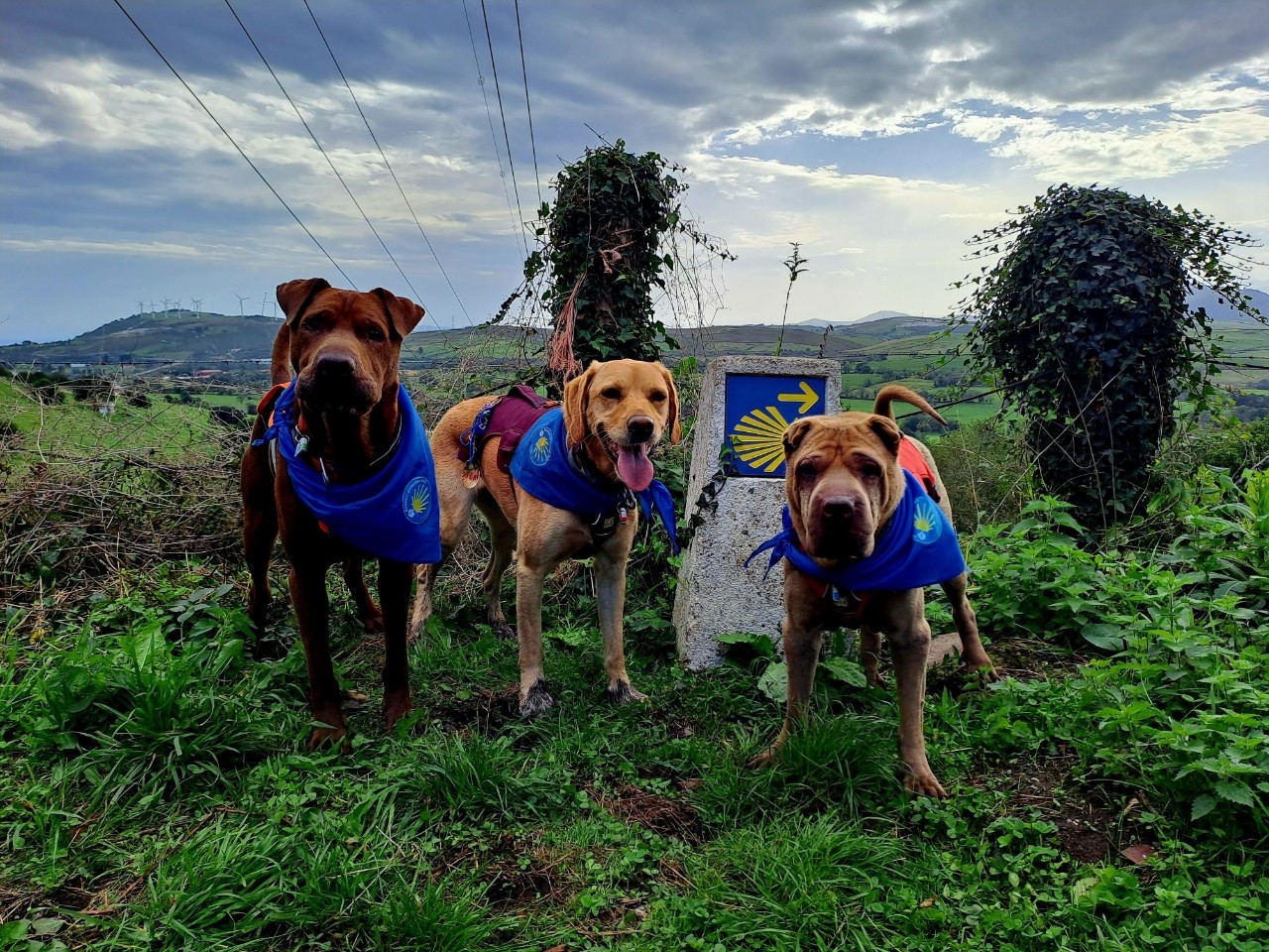 'Perregrinos' de cuatro patas en busca de su Compostela Canina