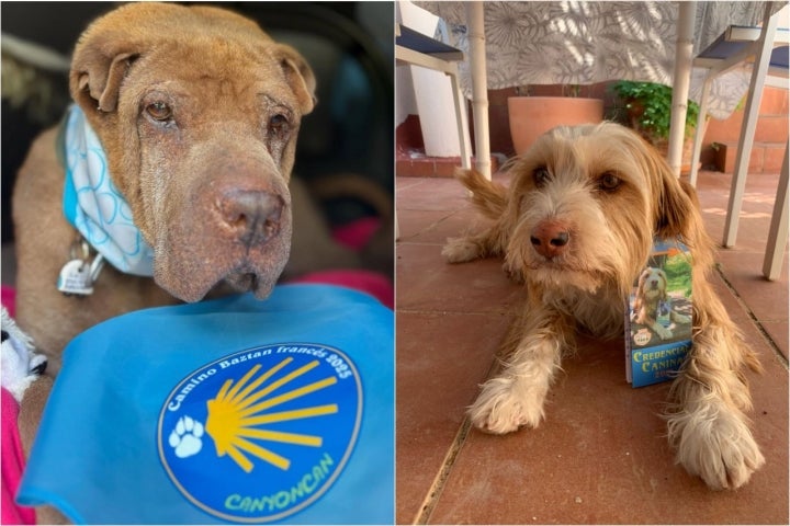 Credenciales de peregrino para mascotas