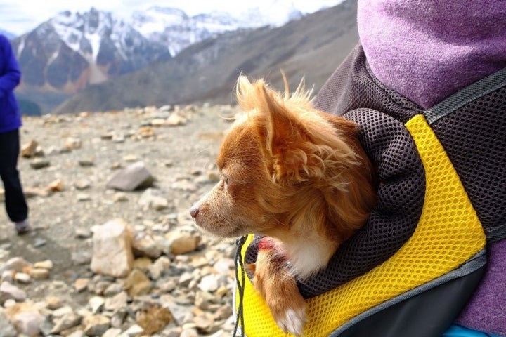 Desde su mochila también disfruta cuando se cansa.