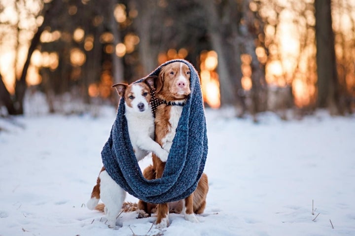 El frío llega para todos. Foto: shutterstock