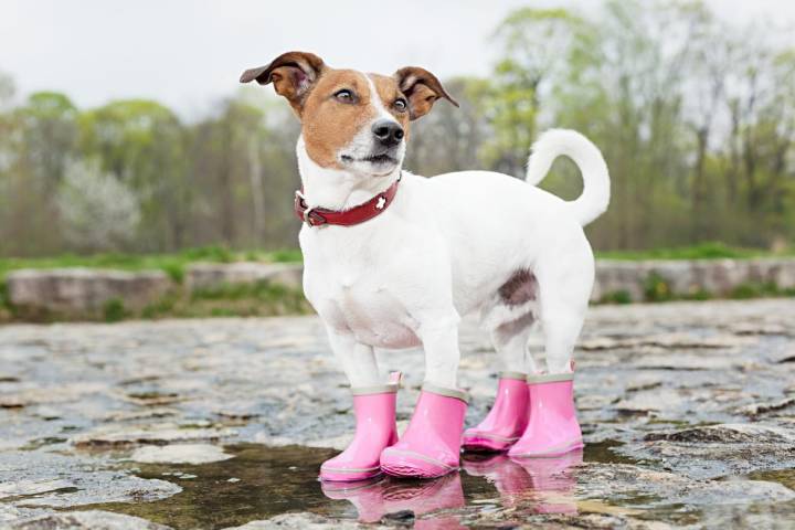 Sí, también hay botas para proteger las patitas de tu can. Foto: shutterstock.
