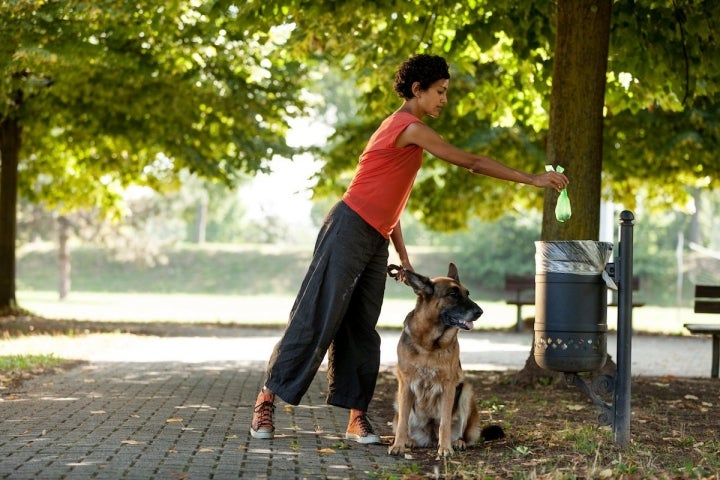 Perro paseando por el parque