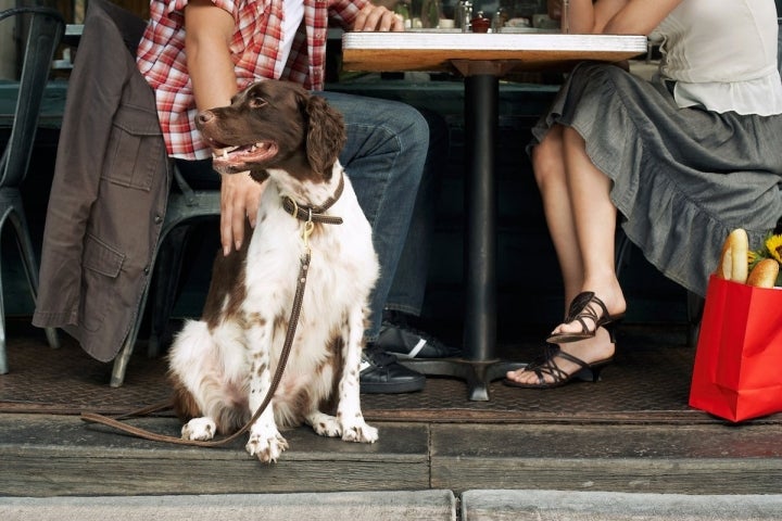 Perro en restaurante