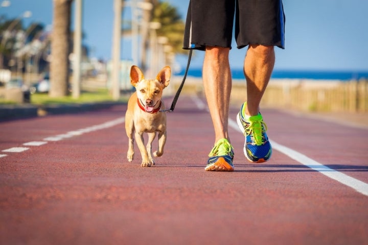 Perro paseando en vacaciones