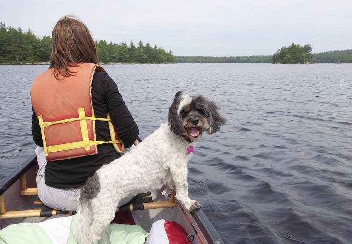 Perro en canoa