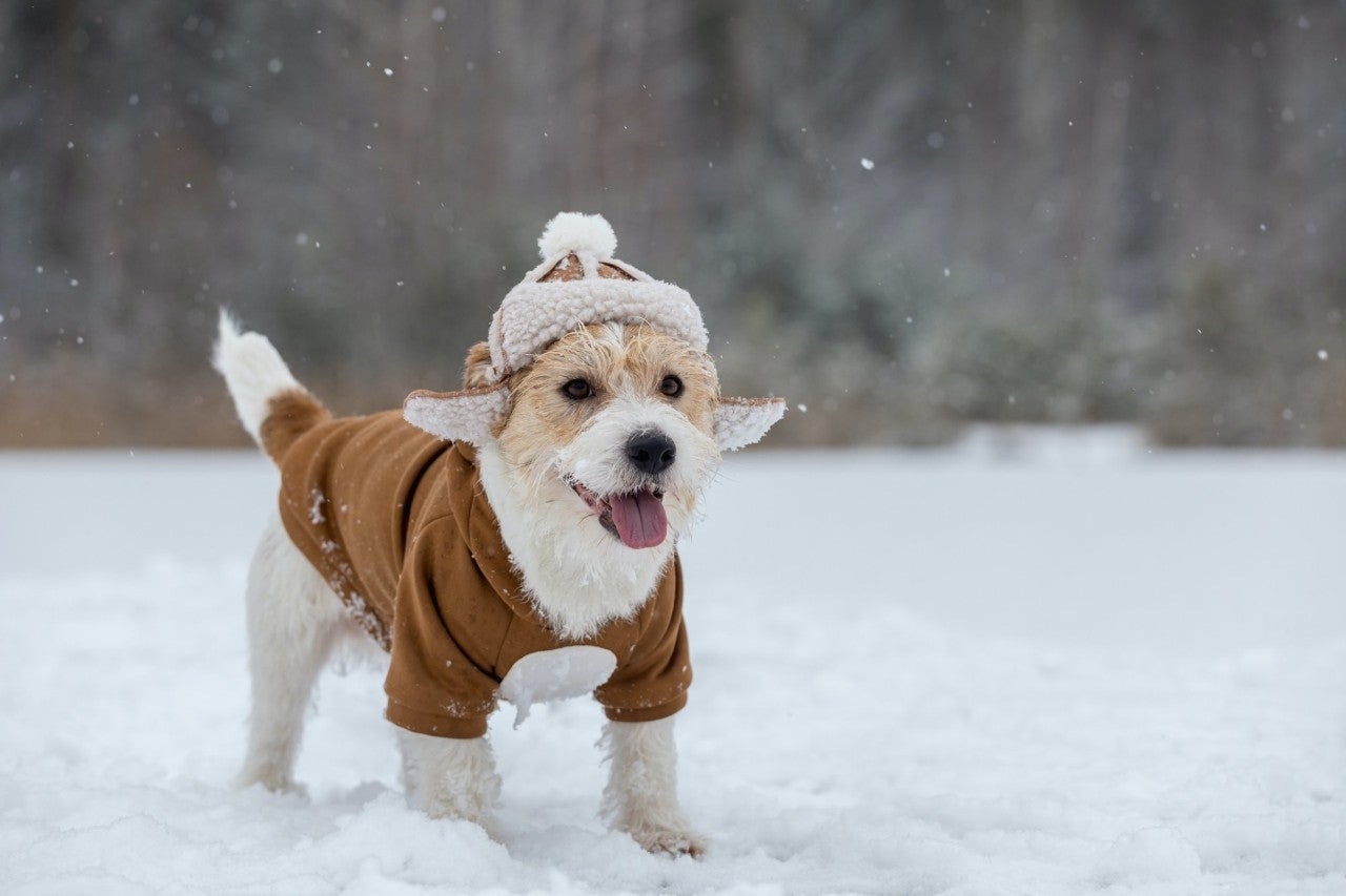 Un perro abrigado en la nieve
