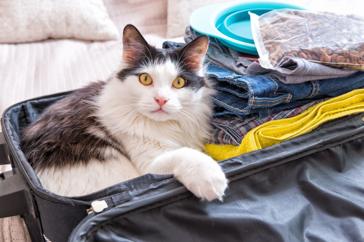 Consejos para viajar con gatos Guía Repsol Guía Repsol