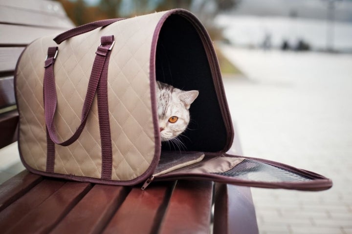 El transportín debe ser homologado y tan grande como para que el felino pueda tumbarse y ponerse de pie. Foto;: shutterstock