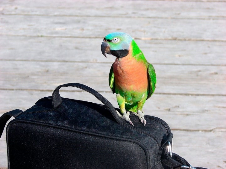 Las aves se estresan muchísimo en los viajes. Foto: shutterstock.