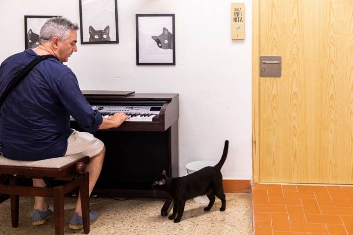 Yoga y piano con gatos son algunos de los talleres que se ofertan.