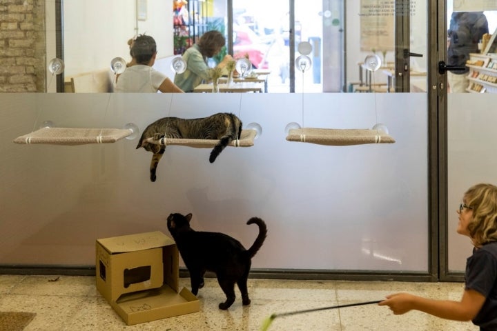 Mientras encuentran una casa, hacen grandes amigos de su misma especie.