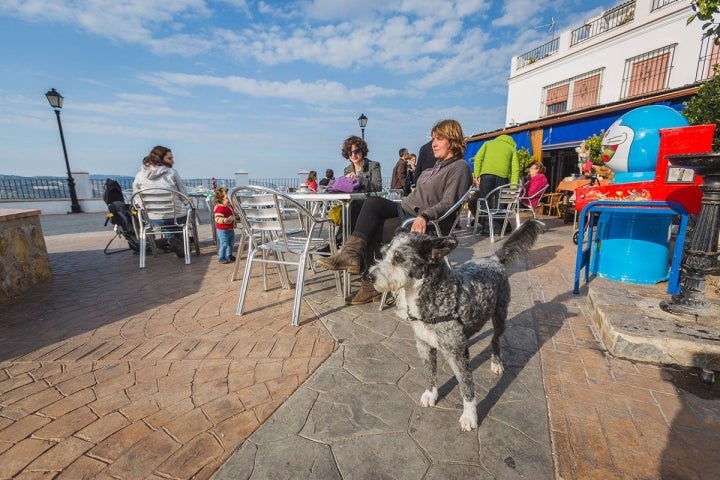 Sentarte en una terraza, aprovechar el sol, tomarse el aperitivo... y todo, con tu mejor amigo.