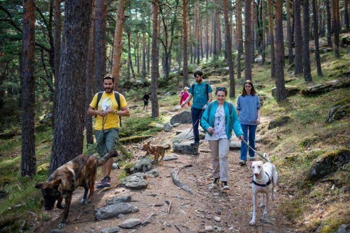 Grupo de personas con perros por la Sierra de Guadarrama, Madrid.