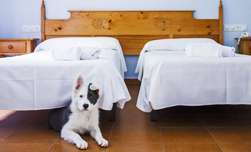 Hoteles que admiten perros grandes Guía