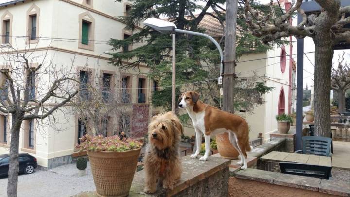 Aquí los perros también tienen vacaciones. Foto: Sercotel Villa Engracia.