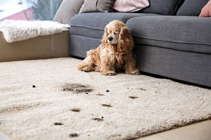 No olvides limpiar y desinfectar las patitas de tu mascota al volver de la calle. Foto: Shutterstock.