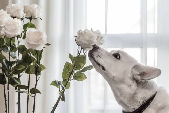 Recuerda que el olfato es uno de los sentidos más desarrollados de los perros. Aprovéchalo para inventar juegos. Foto: Shutterstock.
