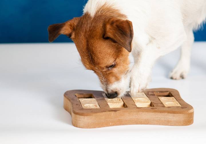 En el mercado, hay todo tipo de juegos y puzles para estimular a los perros en casa. Foto: Shutterstock.