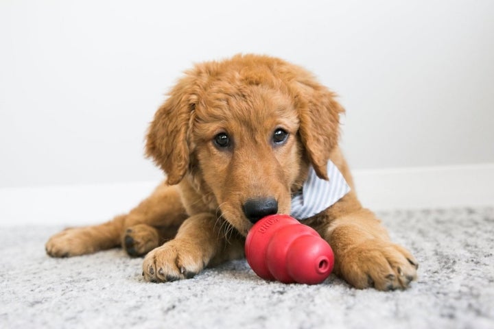 Ideas y consejos para hacer con tu mascota en casa Gu a Repsol