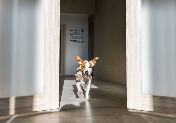 Es vital que el perro pueda hacer ejercicio en casa. Foto: Shutterstock.