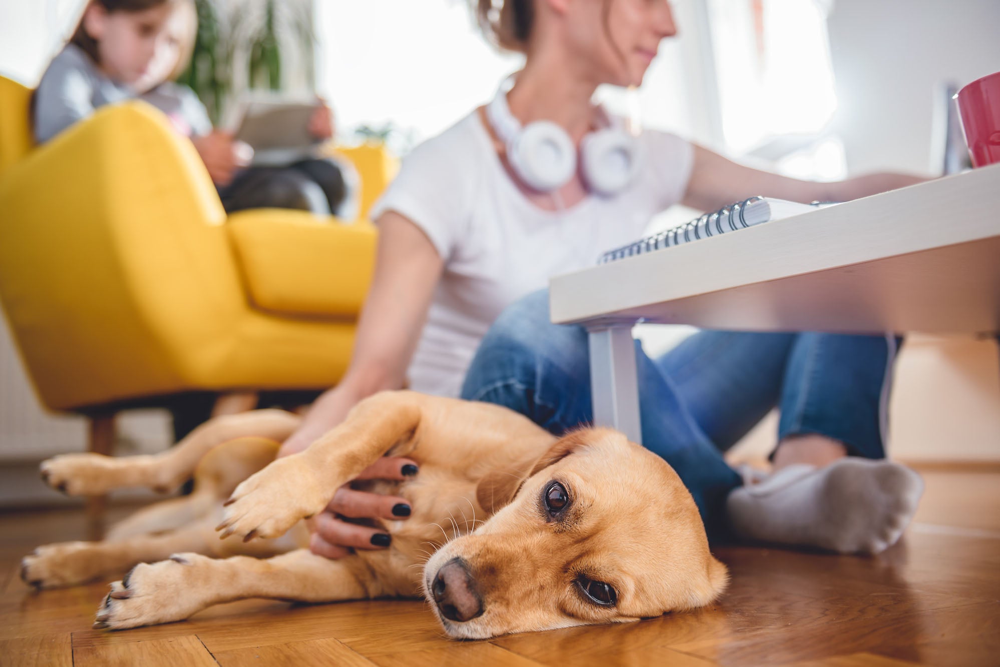 madre Sencillez Despertar Ideas y consejos para hacer con tu mascota en casa | Guía Repsol