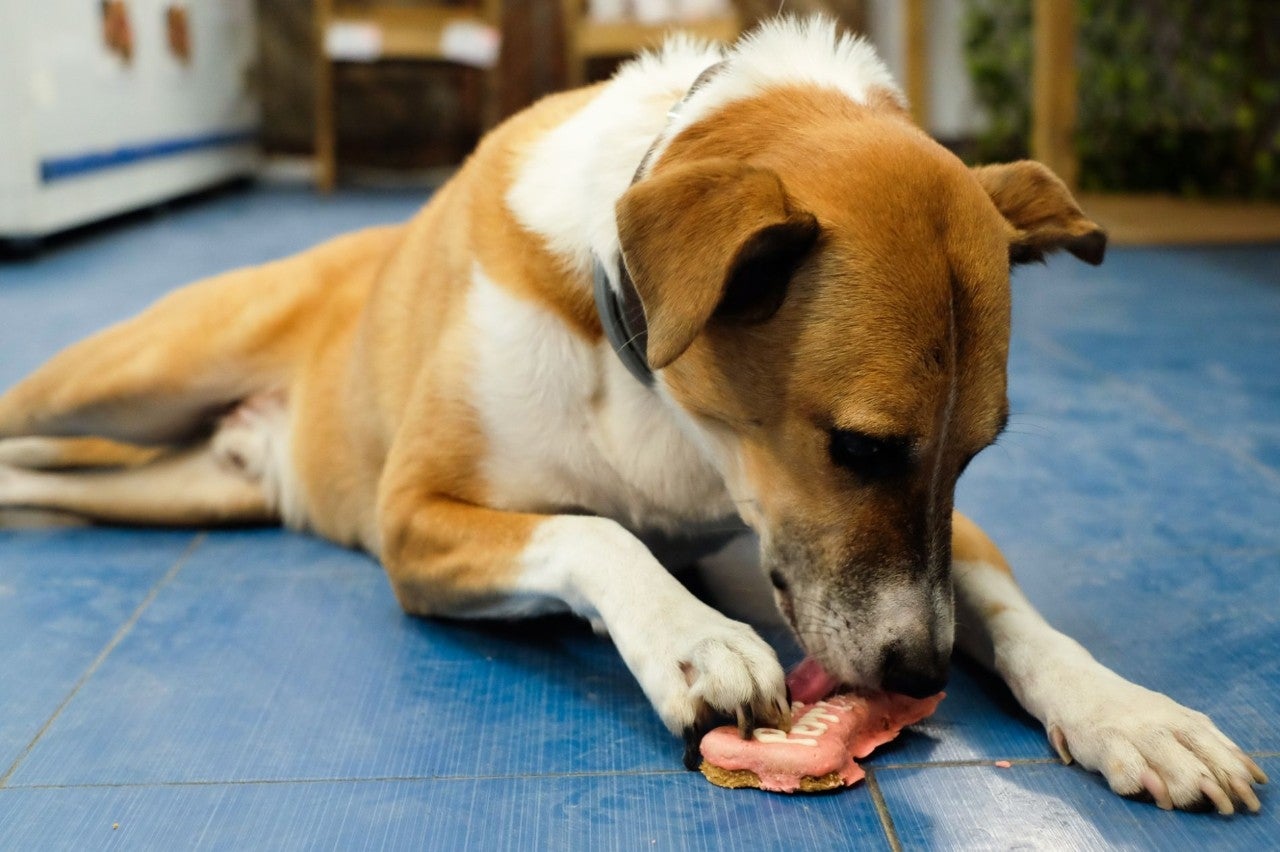 Caprichos caninos sin remordimientos