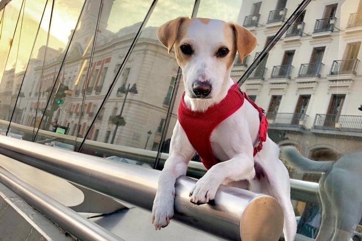 En Madrid, Pipper y sus amigos peludos pueden viajar en Cercanías. Foto: Instagram Pipper.