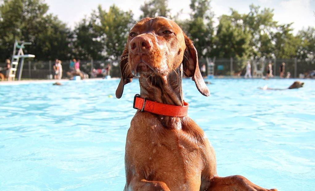 12 piscinas para zambullir a tu perro