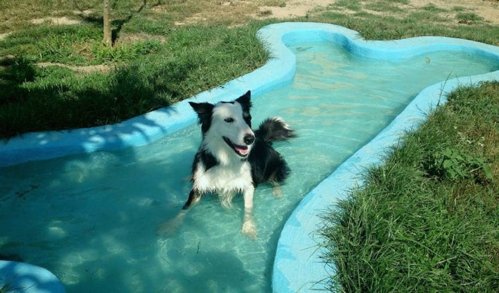 Piscinas para perros en España