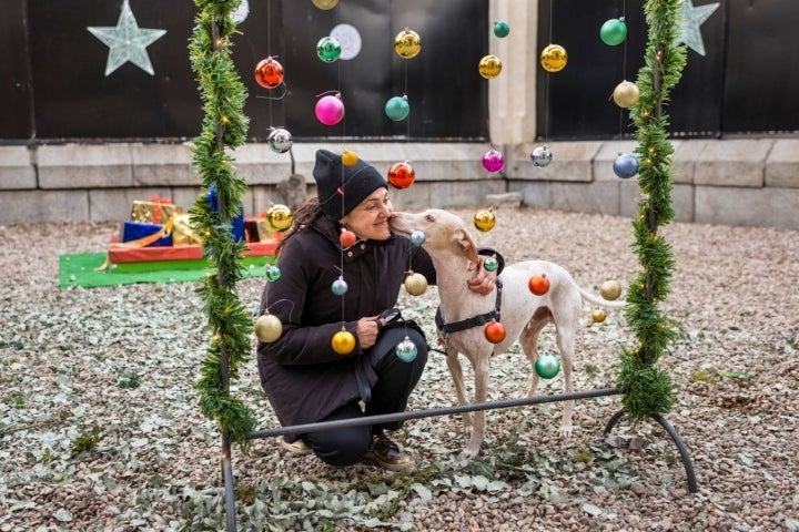 Regalos perros