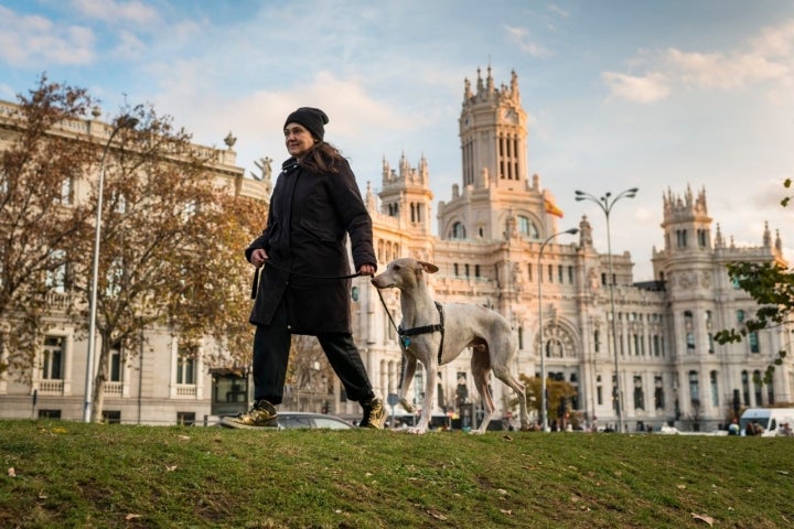 Perro Palacio Correos