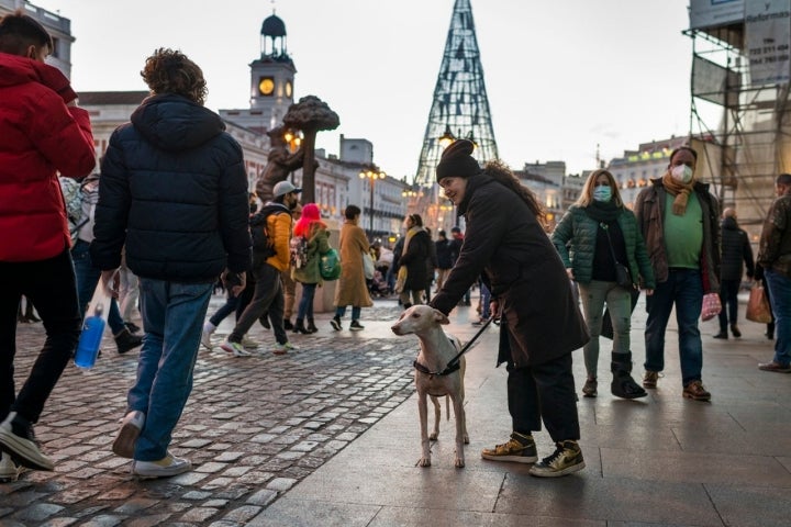 Navidad perro Madrid