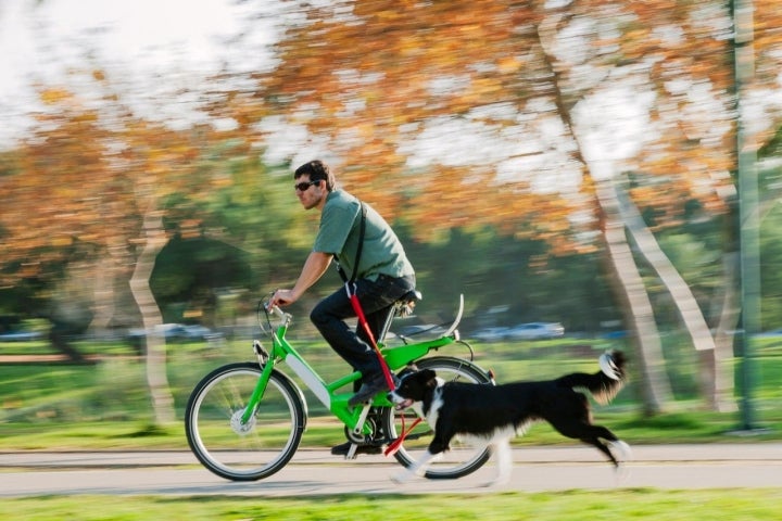 Un plan sostenible y divertido con mascotas. Foto: Shutterstock