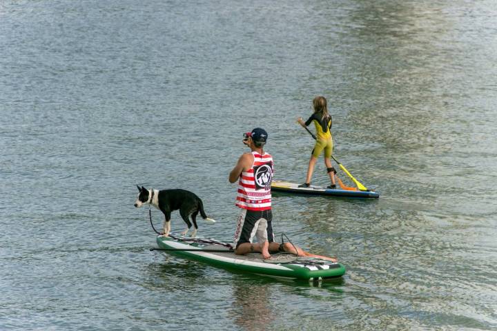 El 'paddle surf' es lo más indicado para principiantes en deportes de aventura con mascotas. Foto: Shutterstock
