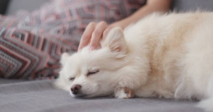 La práctica Tellington Ttouch es una de las técnicas más satisfactorias para los perros. Foto: Shutterstock.