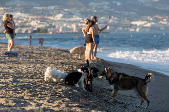 Socialización Playas caninas