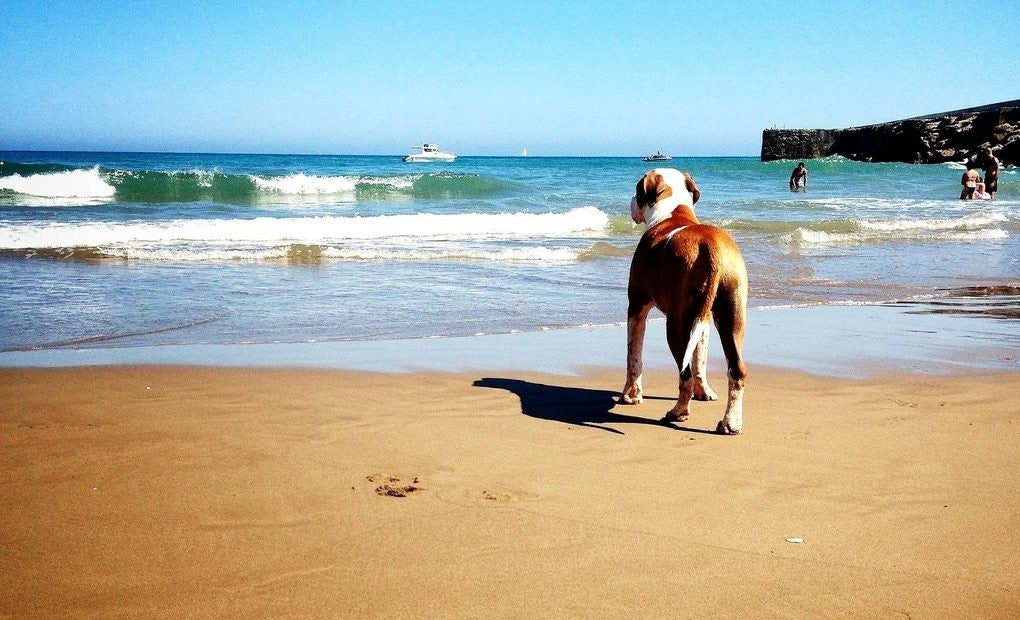 ¡Al agua perros!