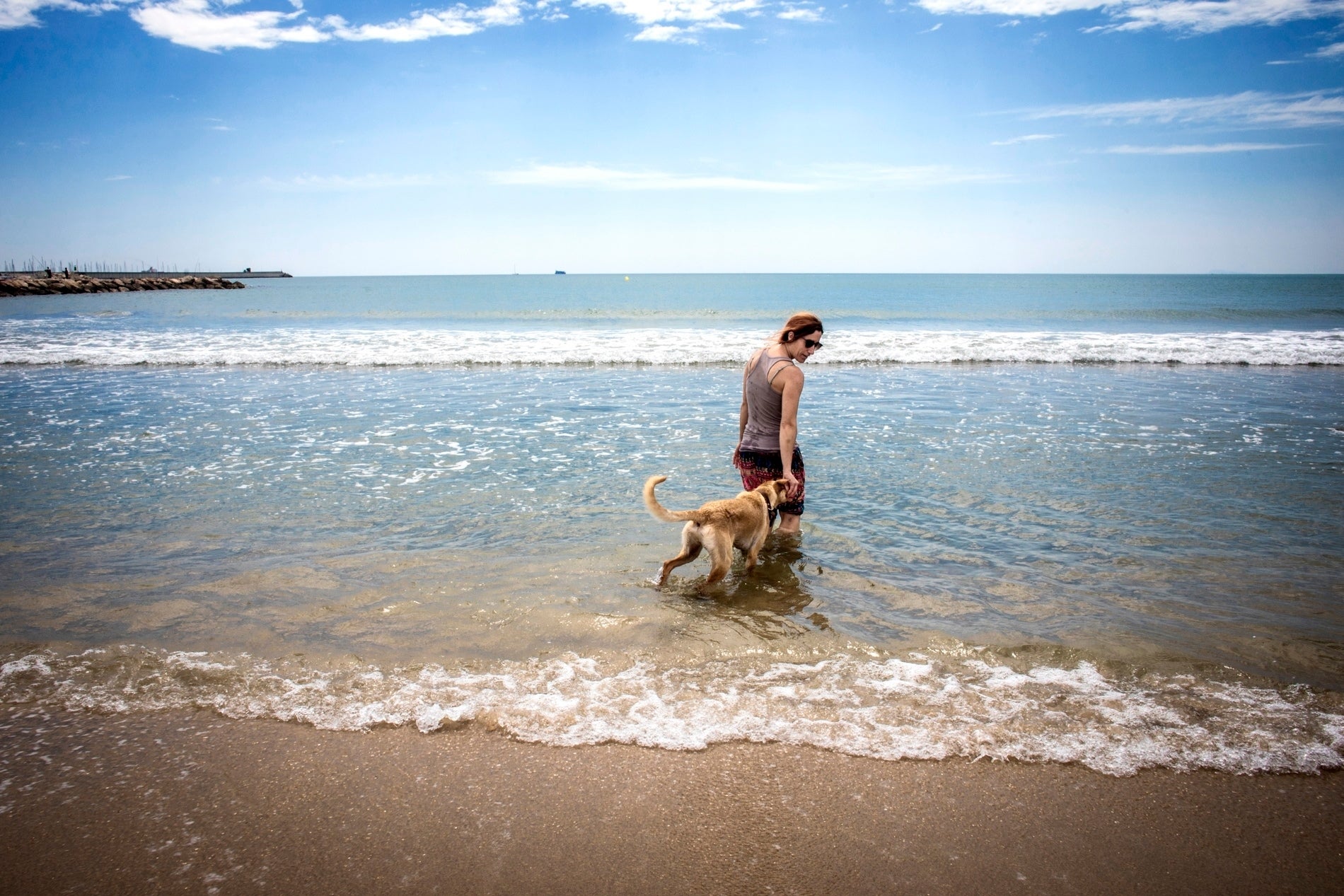Playas para perros en el | Guía Repsol