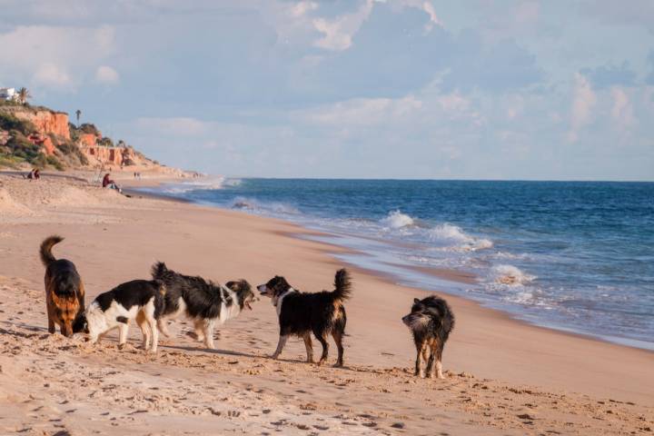 Un grupo de perros en la arena.