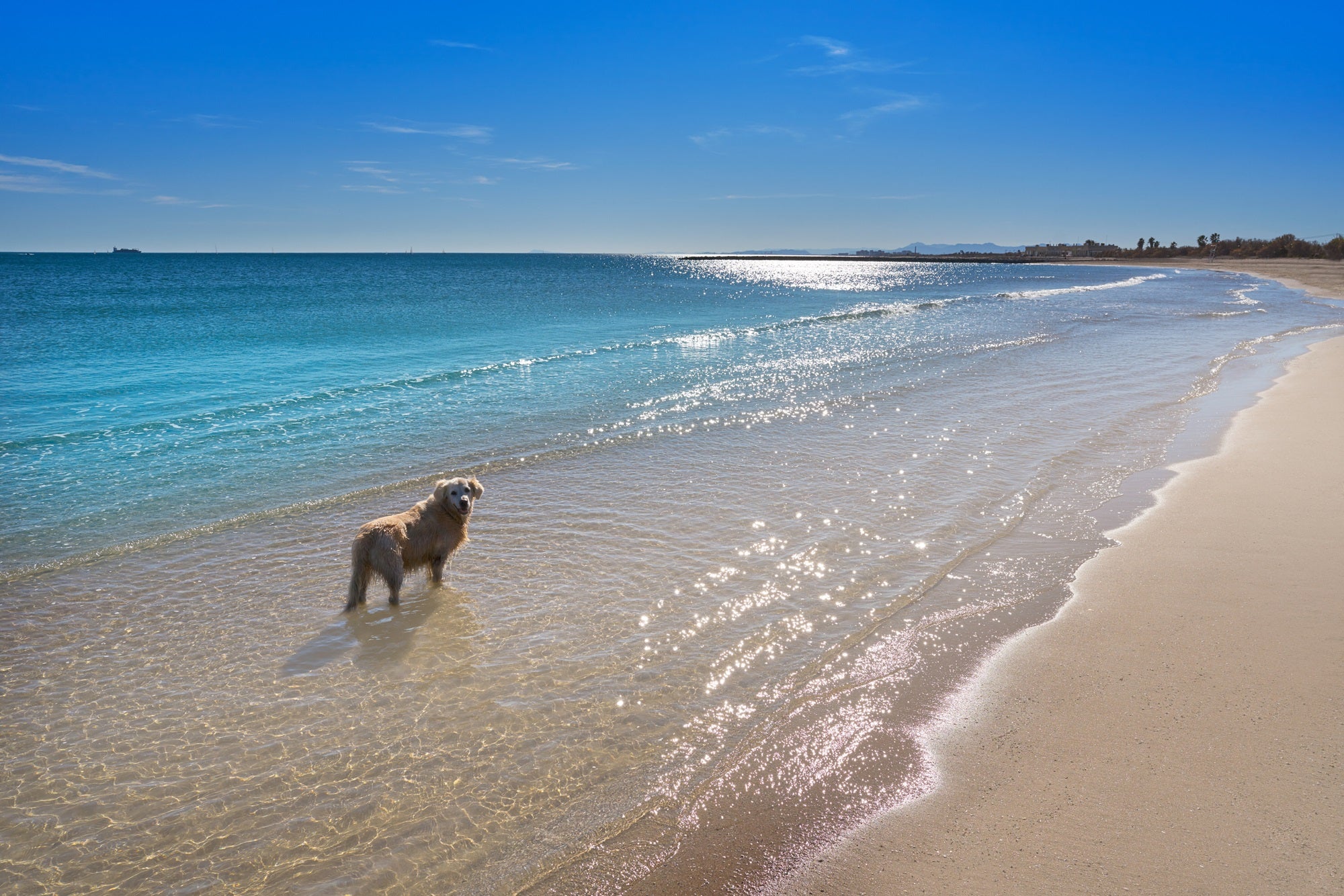 Playas para perros en el Mediterráneo Valencia genérica