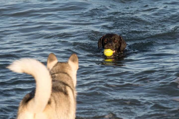 Playas para perros en el Mediterráneo perro con pelota