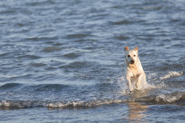 Playas para perros en el Mediterráneo perro corriendo en el agua