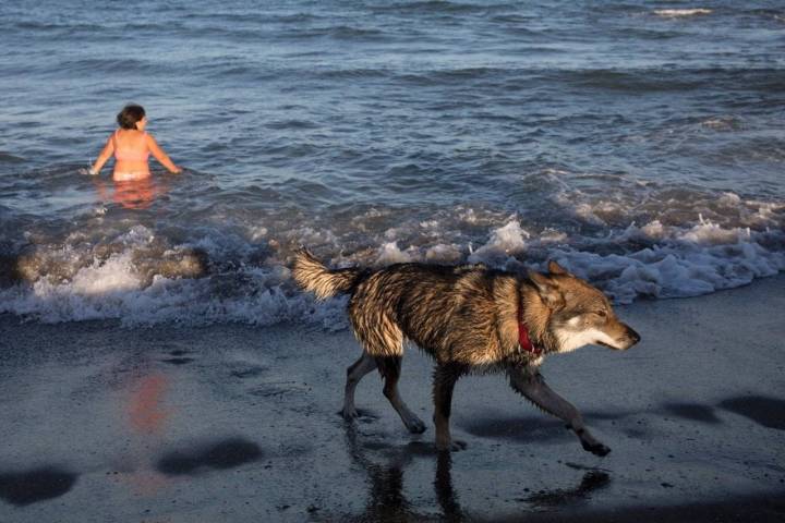 Playas para perros en el Mediterráneo perro lobo