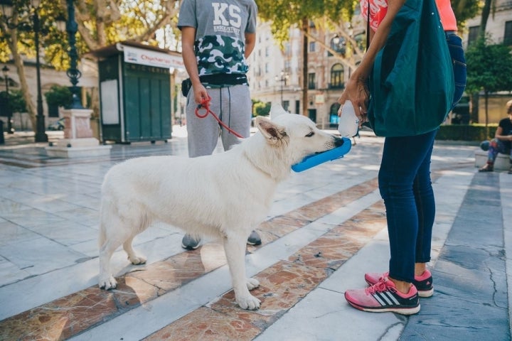 Naia bebe agua junto a Lola en el ayuntamiento.